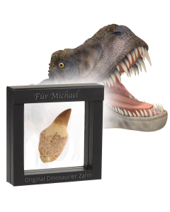 Original Dinosaurier Zahn