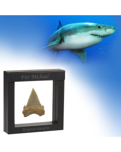 Original fossiler Hai-Zahn im Schweberahmen
